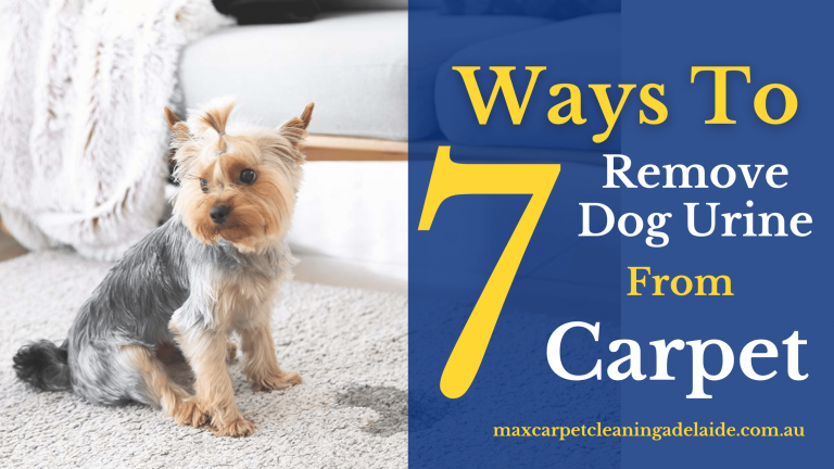 How-to-remove-dog-urine-stain-from-carpet