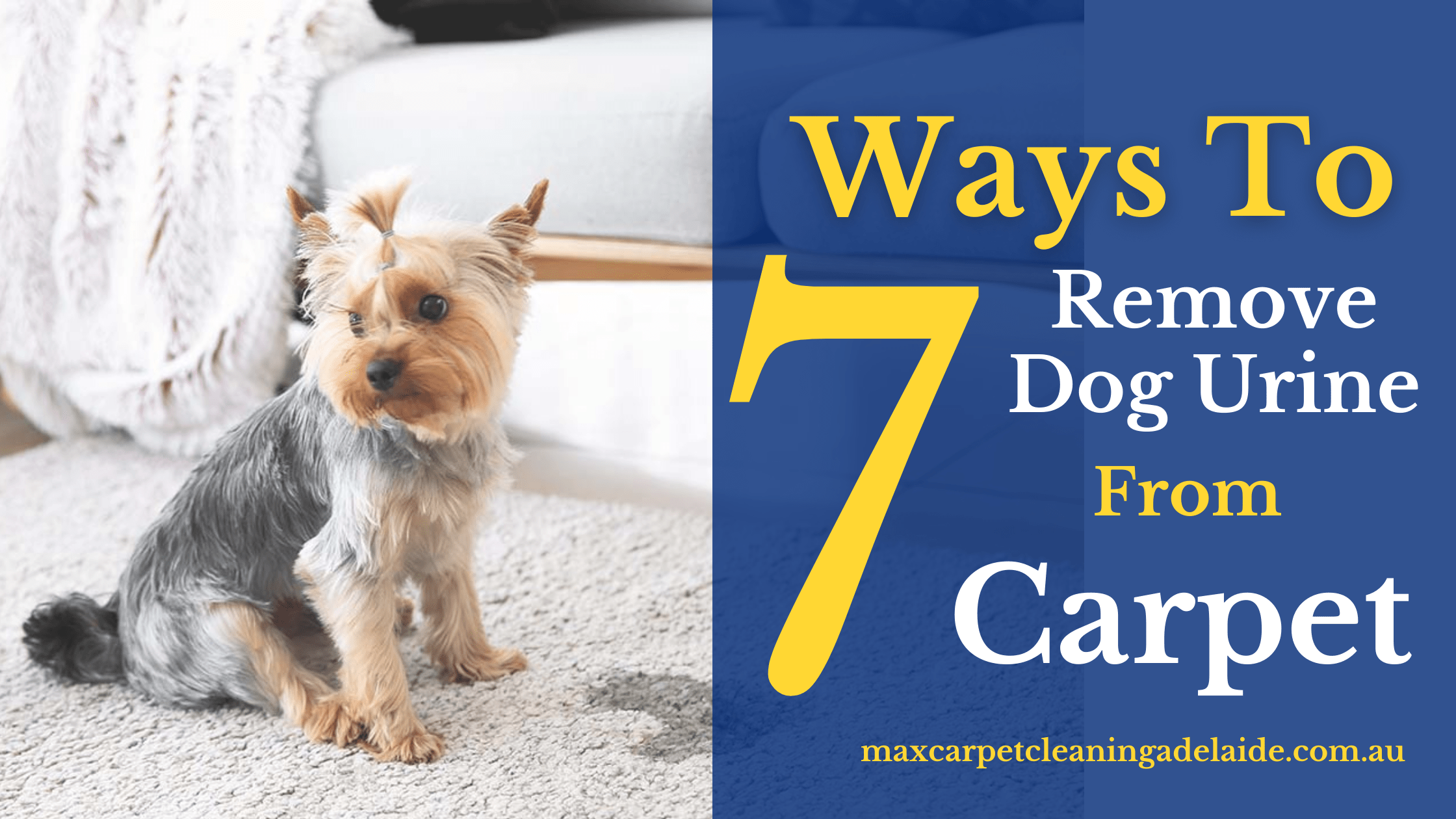 How to Remove Dog Urine Stain From Carpet Micks Carpet Cleaning Tips